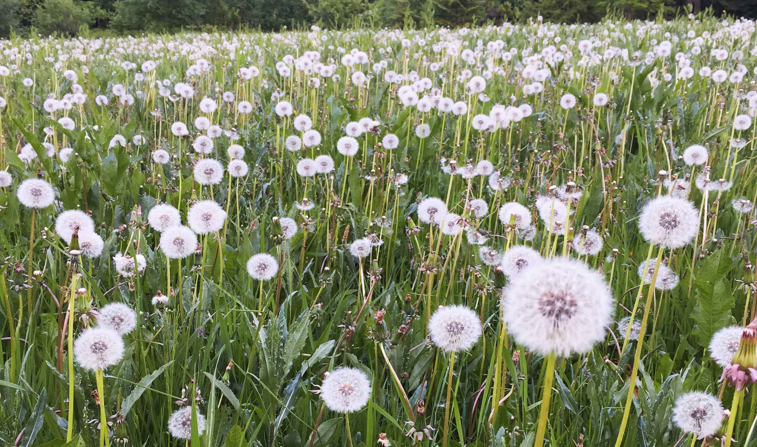 Ett fält av maskrosor.